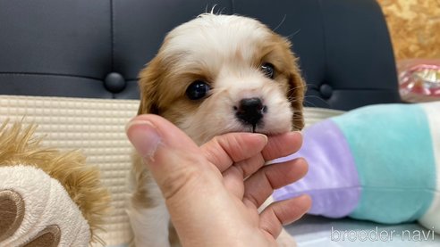 成約済の兵庫県のキャバリアキングチャールズスパニエル-286367の2枚目